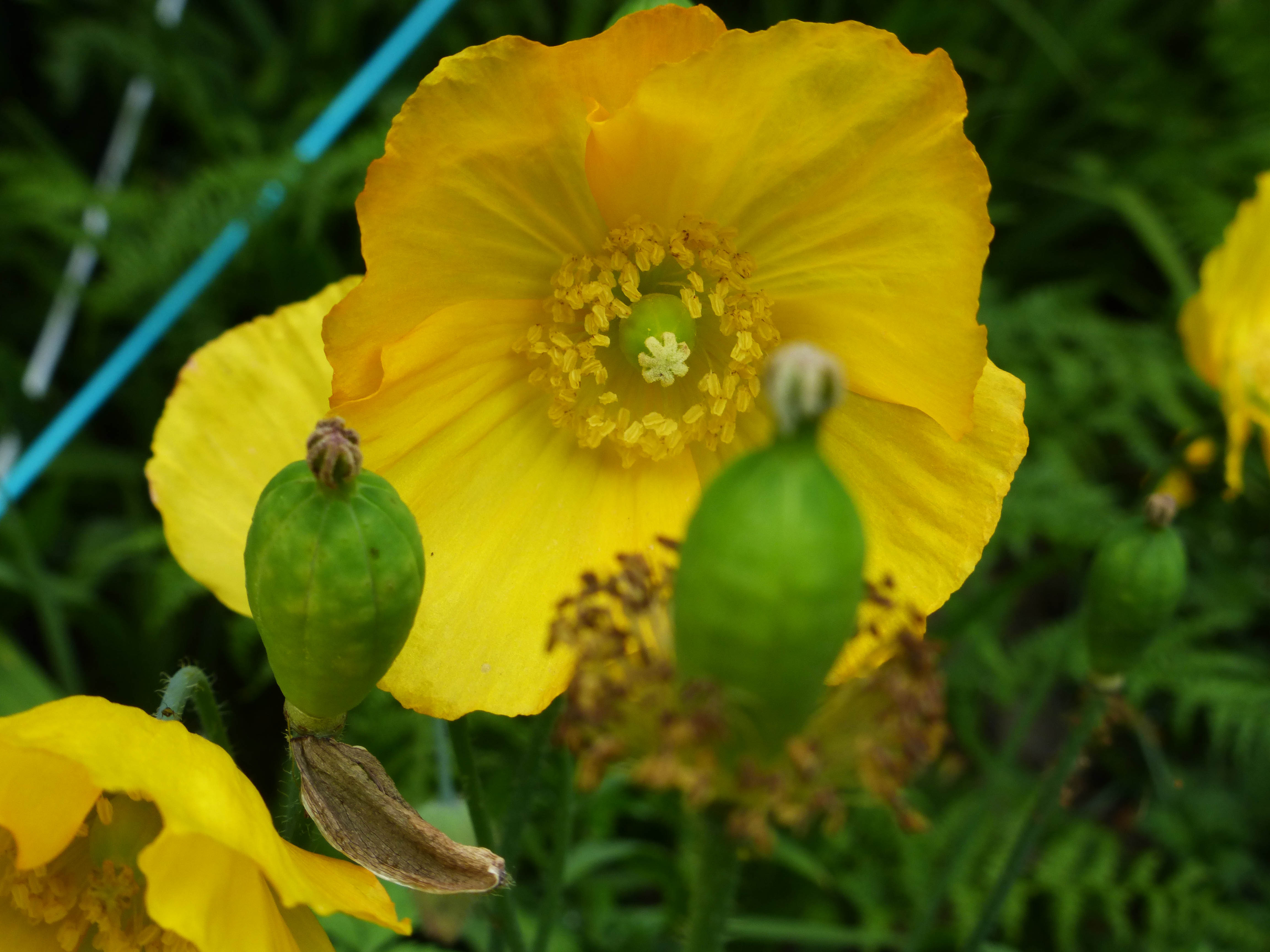 4 - Welsh Poppies in the Garden